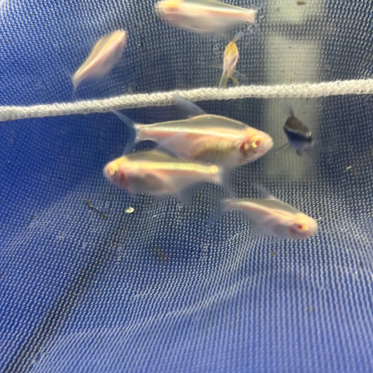 Albino Black Neon Tetra (Hyphessobrycon sp.)