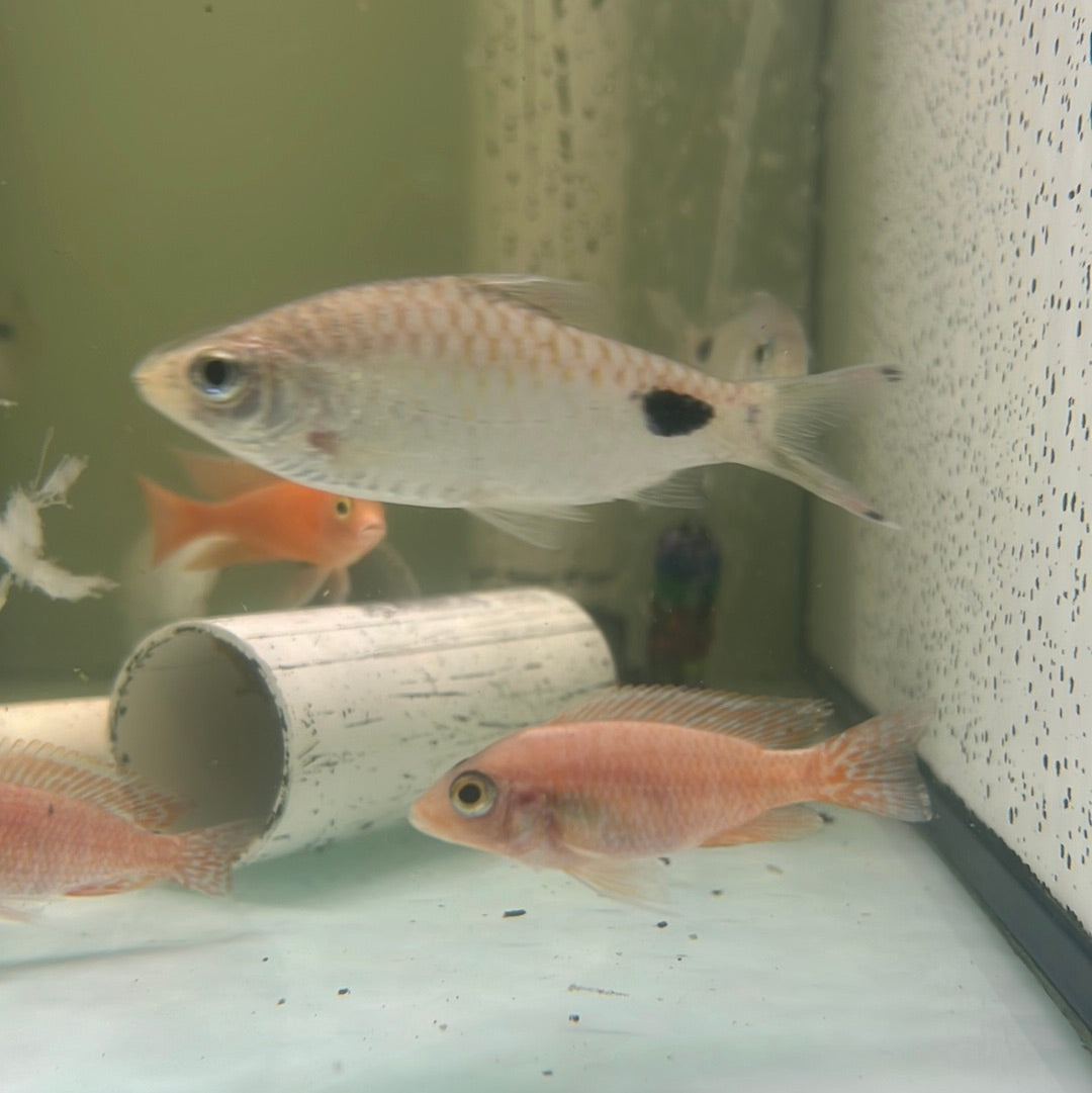 Red Fin Black Spot Barb (Puntius filamentosus)