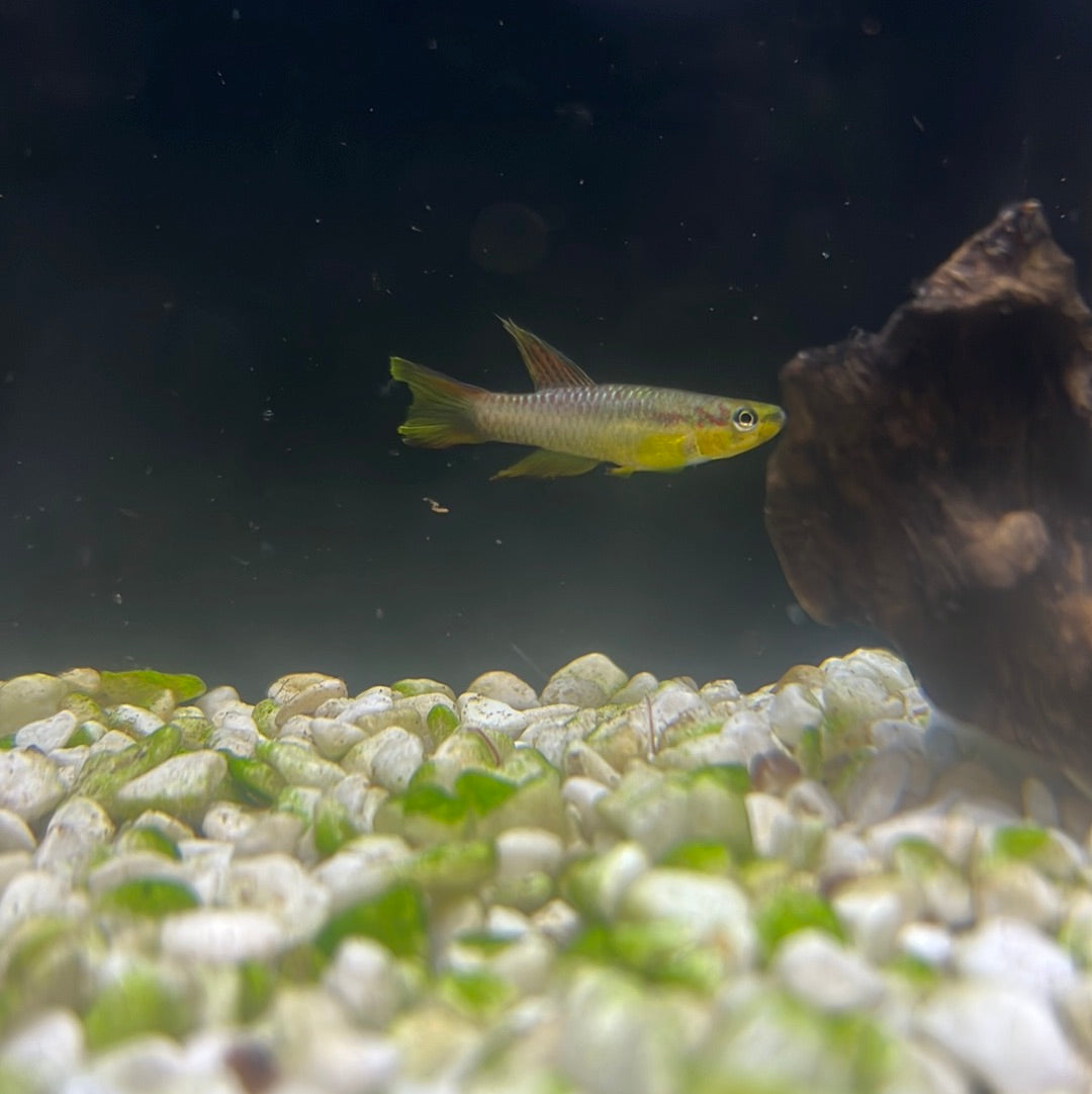 Aphyosemion poliaki