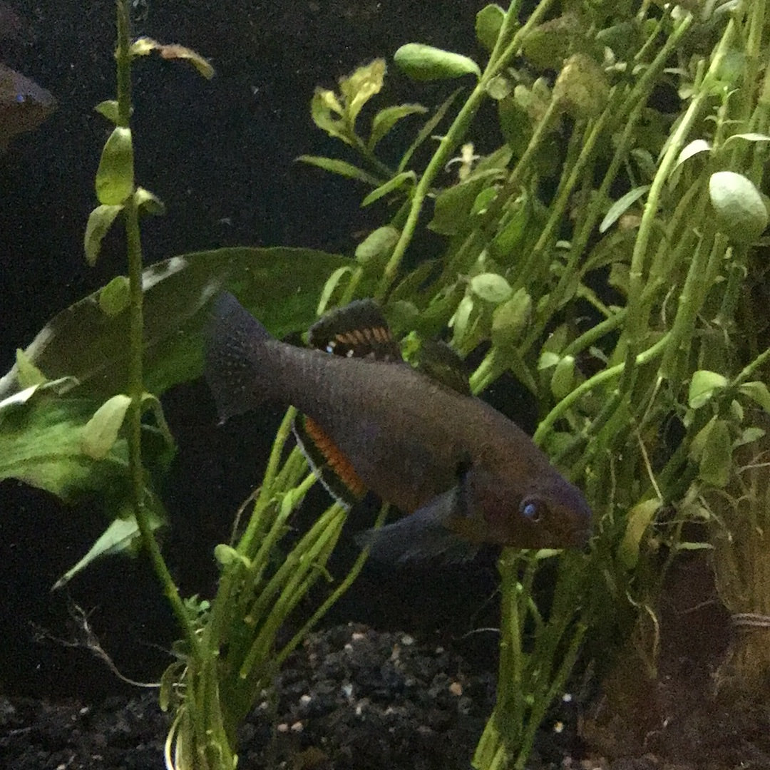 Empire Gudgeon