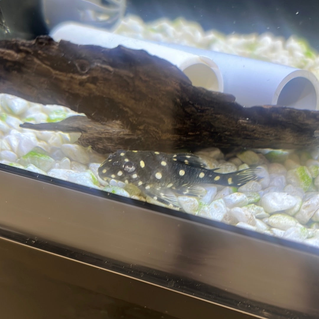 L201 Snowball Pleco (Hypancistrus sp.)