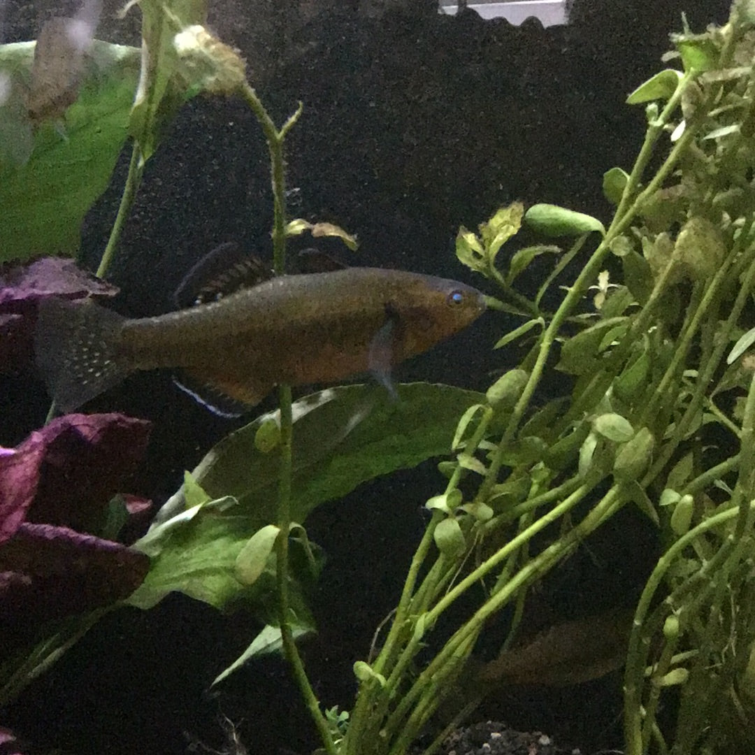 Empire Gudgeon
