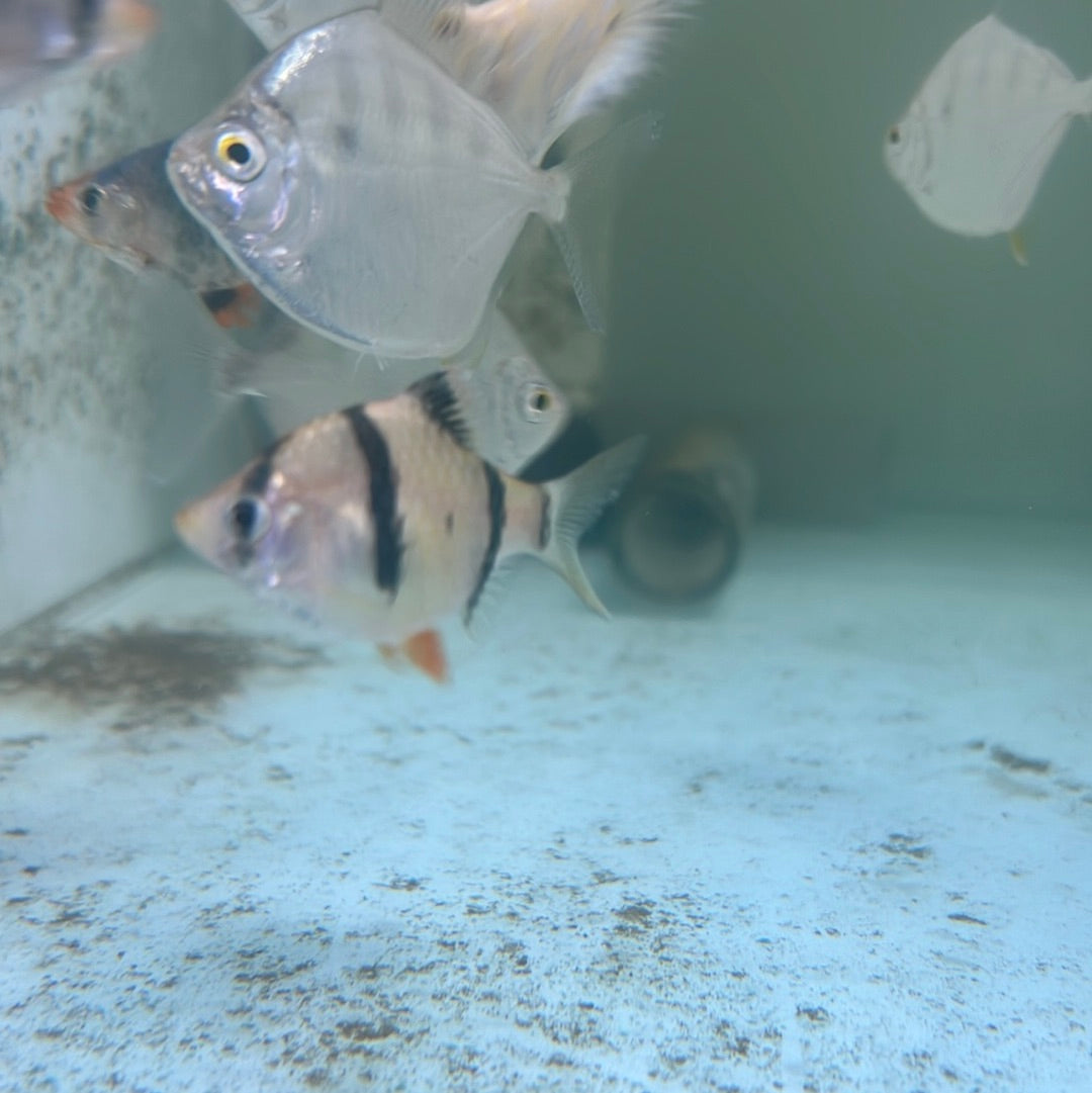 Tiger Barb