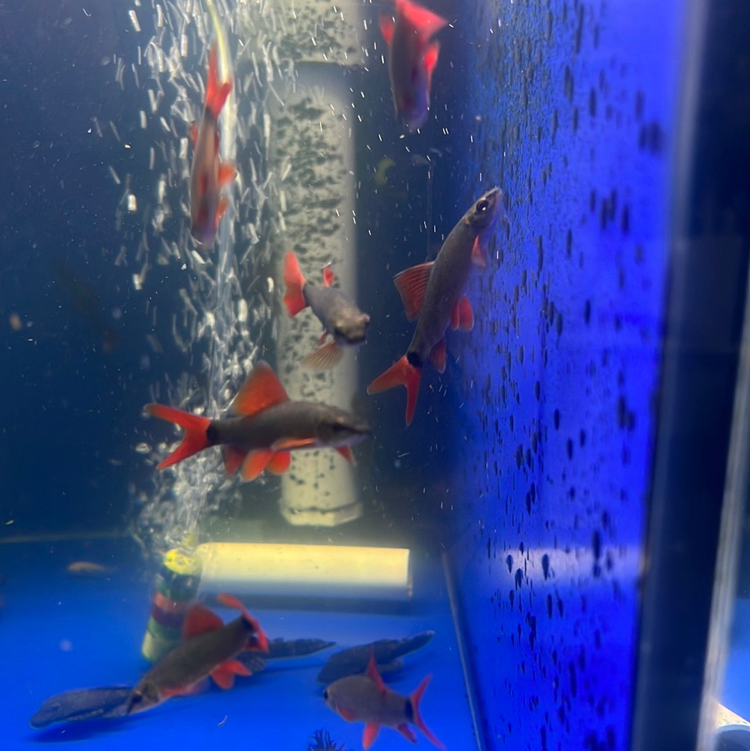 Rainbow Shark (Epalzeorhynchos frenatum)