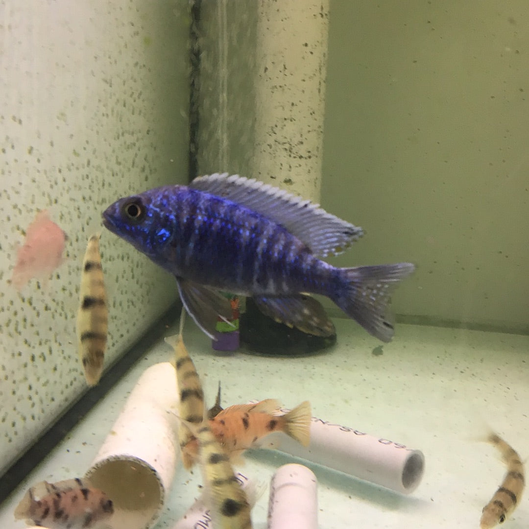 Electric Blue Hap (Sciaenochromis fryeri)