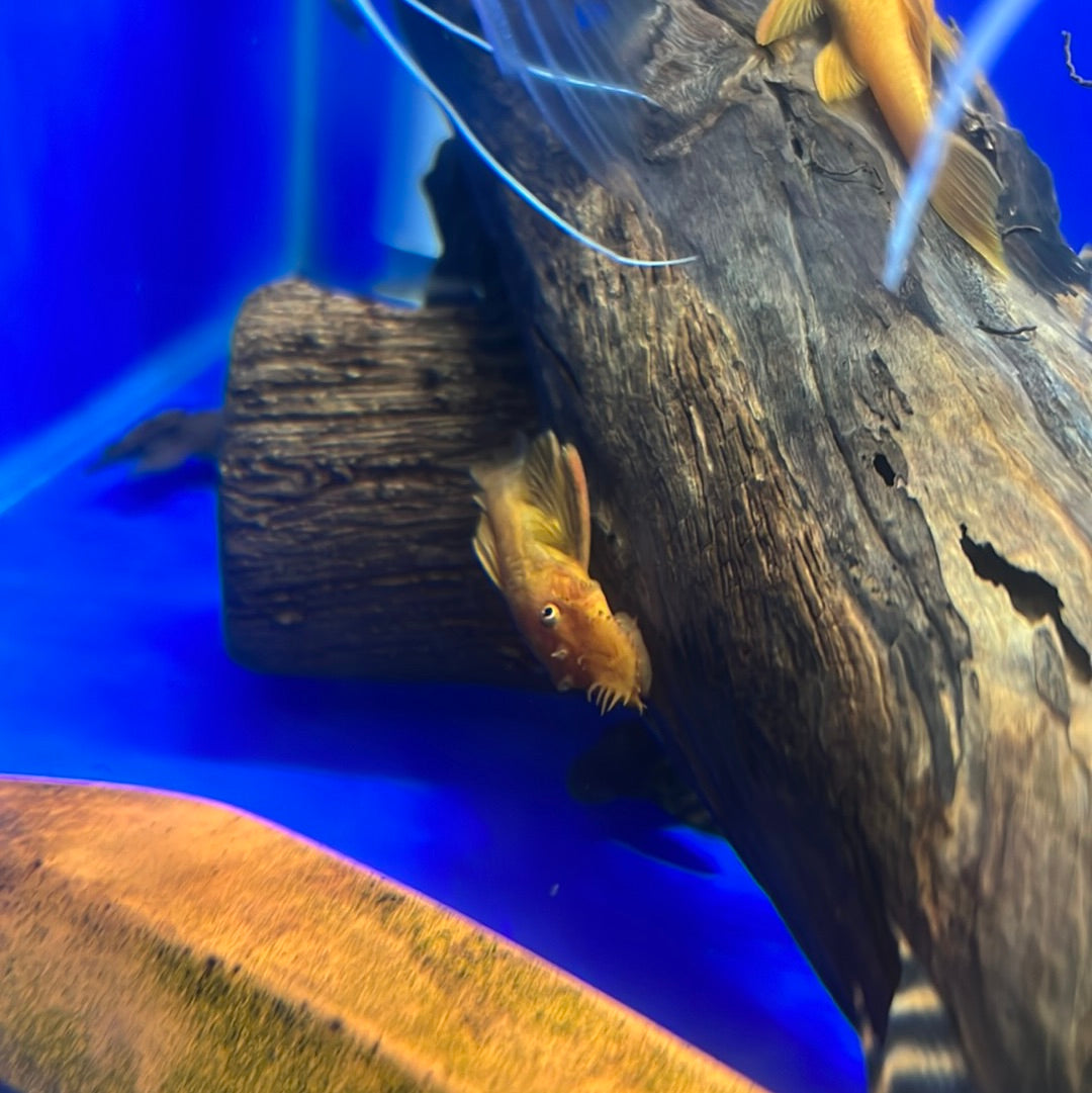 Super Red Bristlenose