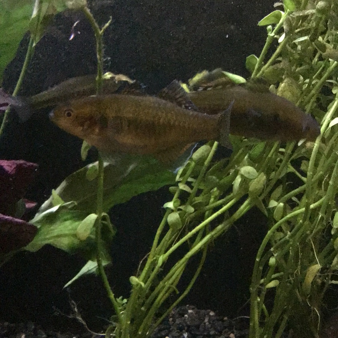 Empire Gudgeon