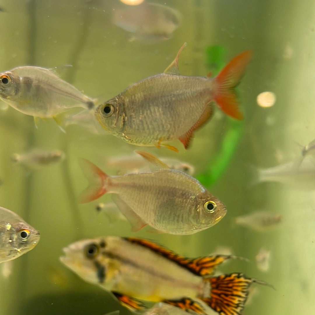 Colombian Red Fin Tetra (Hyphessobrycon columbianus)