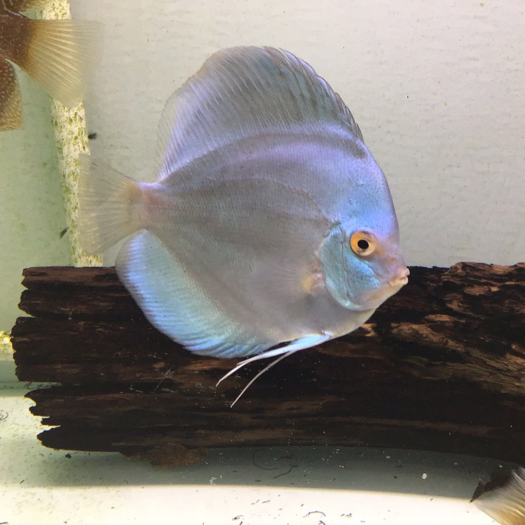 Blue Diamond Discus (Symphysodon sp.)