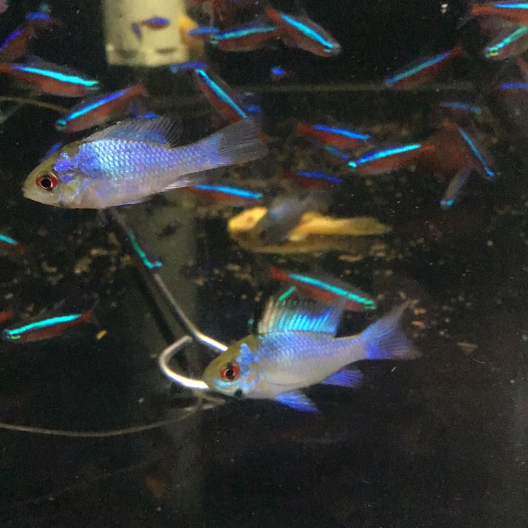 Electric Blue Rams (Microgeophagus Ramirezi)