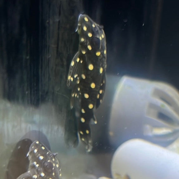 L201 Snowball Pleco (Hypancistrus sp.)