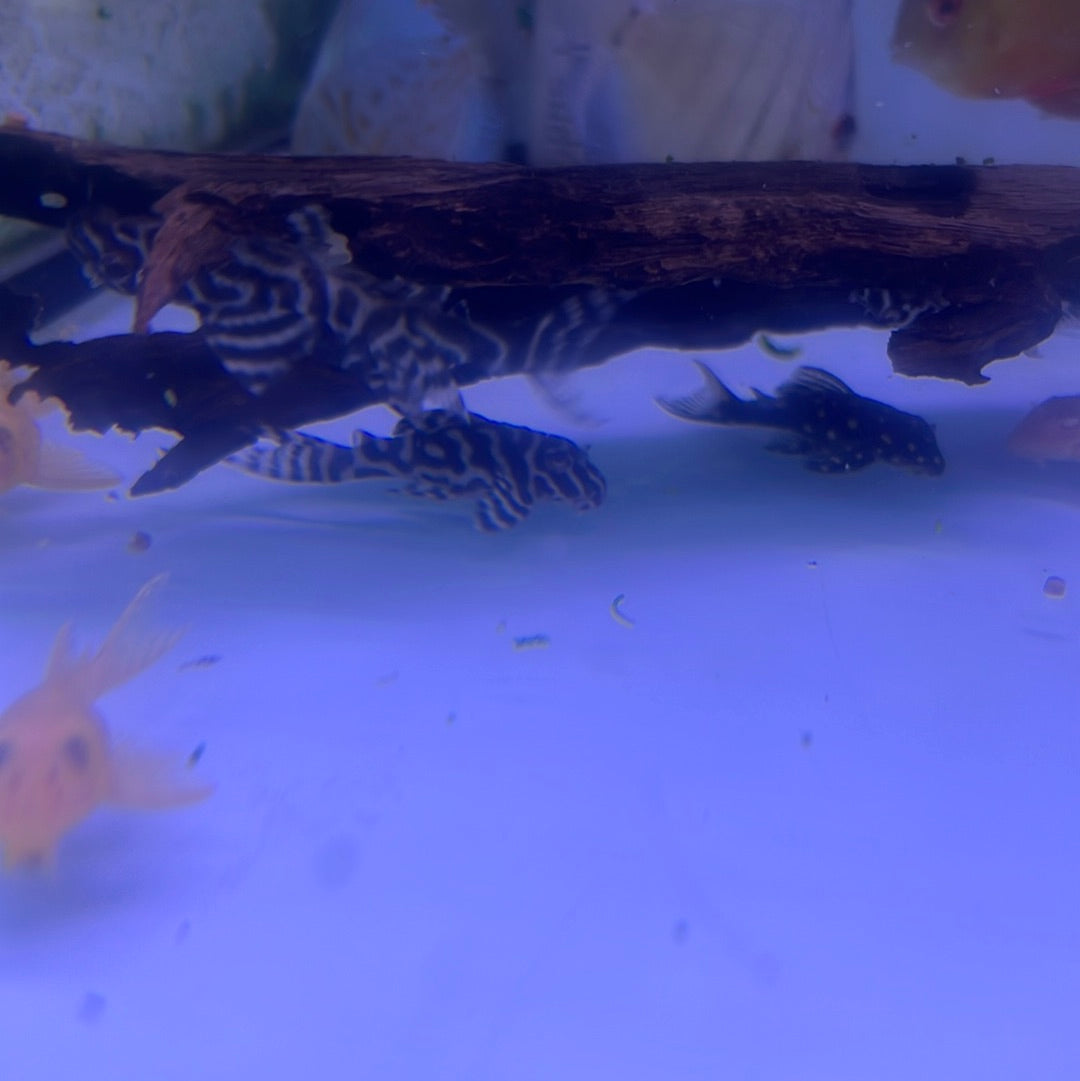 L333 King Tiger Pleco (Hypancistrus sp)