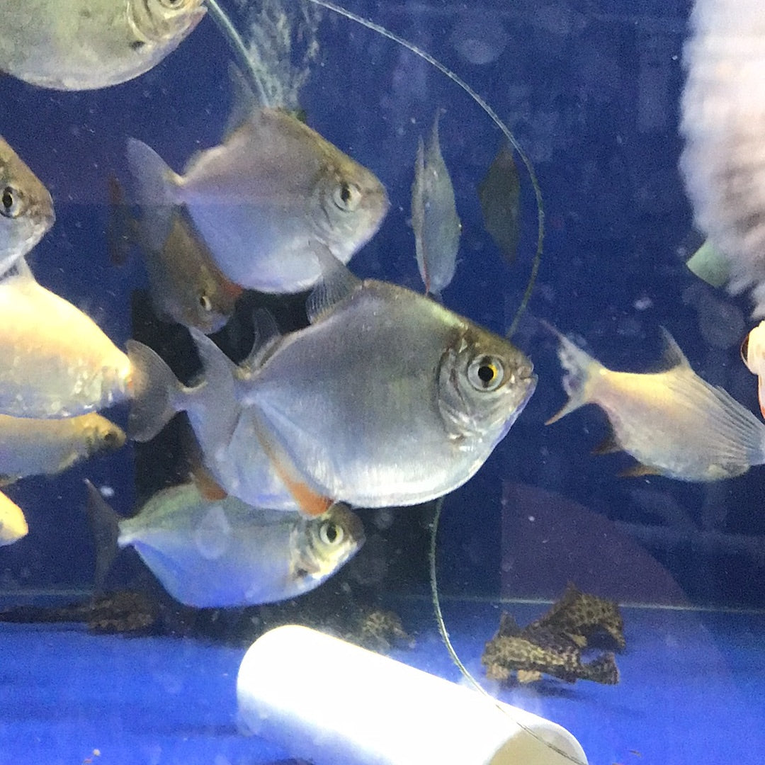 Silver Dollar (Metynnis spp)