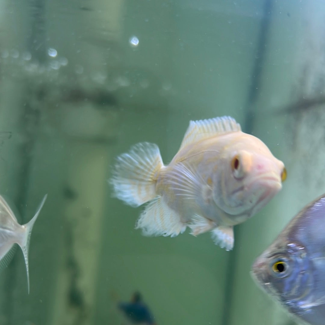 Albino Tiger Oscar (Astronotus ocellatus)