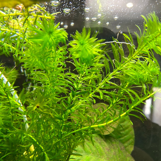 Elodea