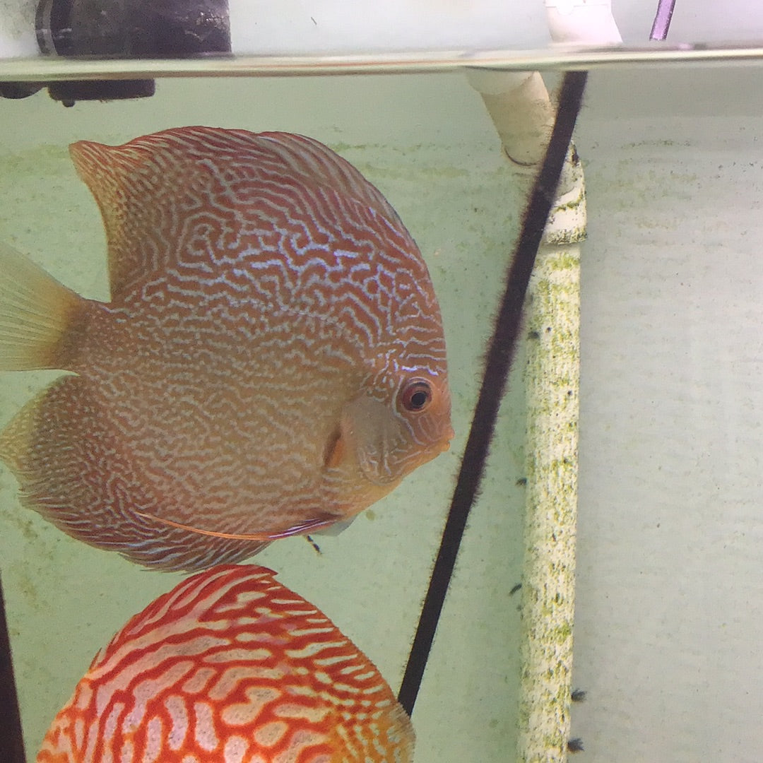 Snake Skin Discus (Symphysodon sp.)