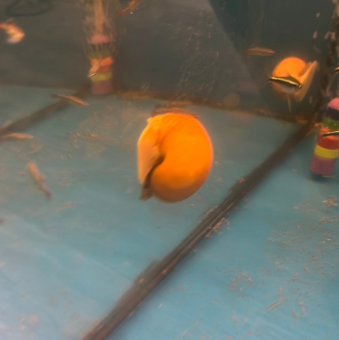 Gold Mystery Snails (Pomacea bridgesii)