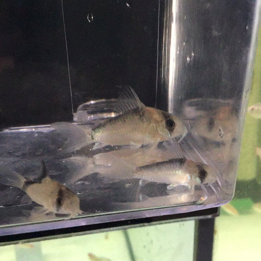 Adolfoi Corydoras (Corydoras adolfoi)
