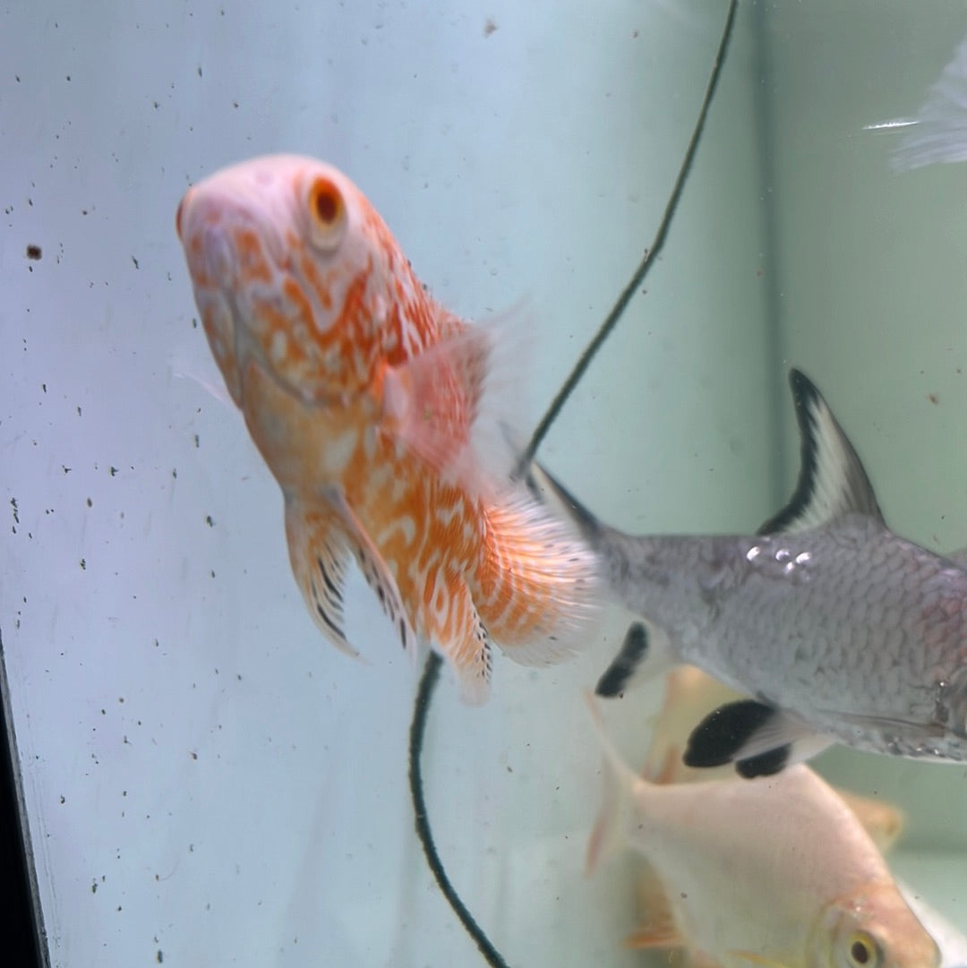 Chili Pepper Oscar (Astronotus ocellatus)