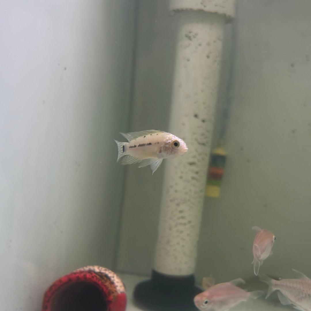 Apistogramma Agassizii Neon Head (Apistogramma Agassizii)