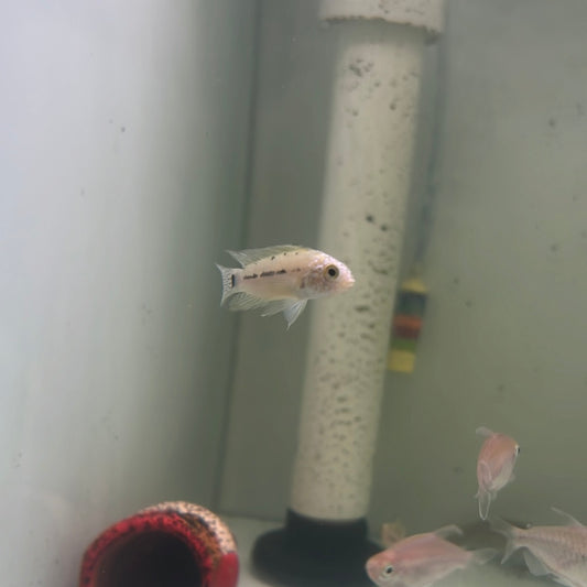 Apistogramma Agassizii Neon Head (Apistogramma Agassizii)