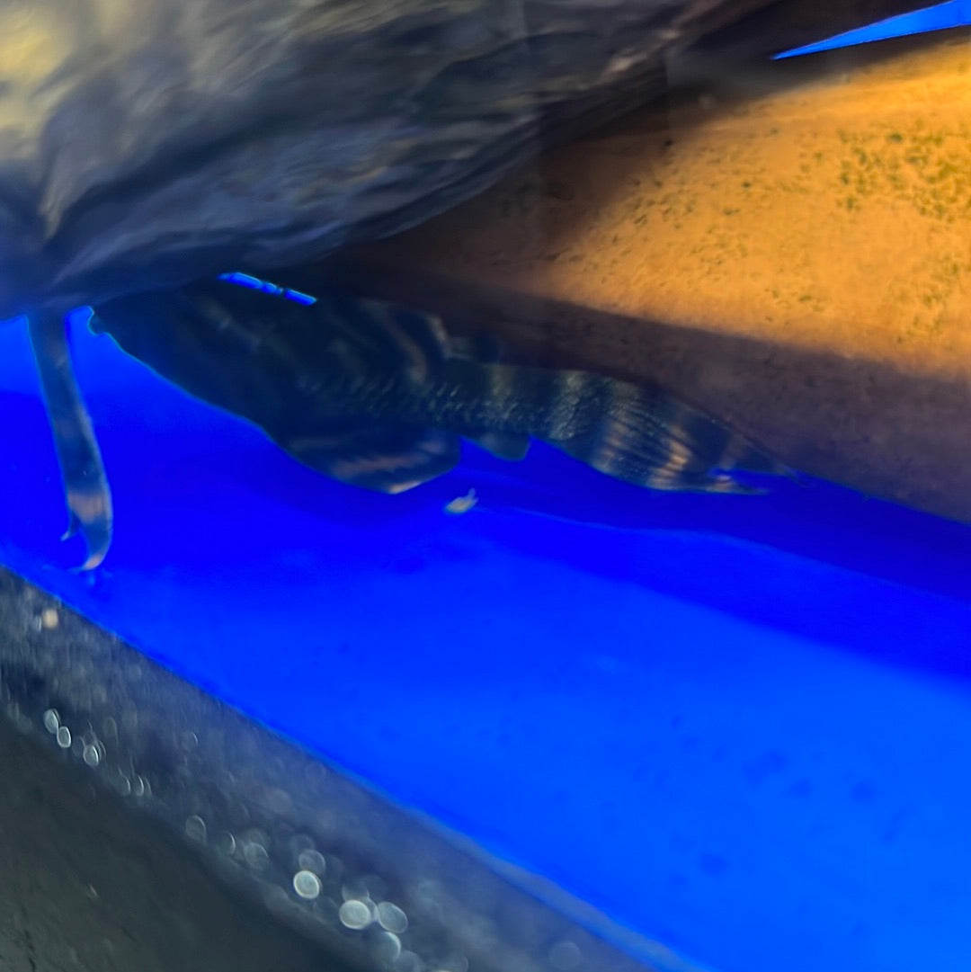 L397 Alenquer Tiger Pleco (Panaqolus sp.)