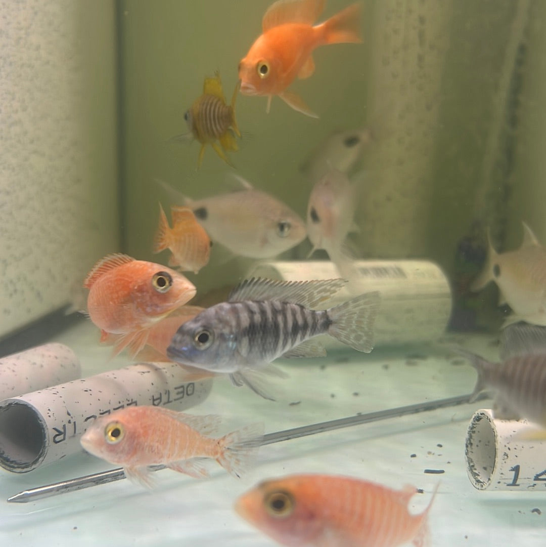 Assorted Peacock Cichlid