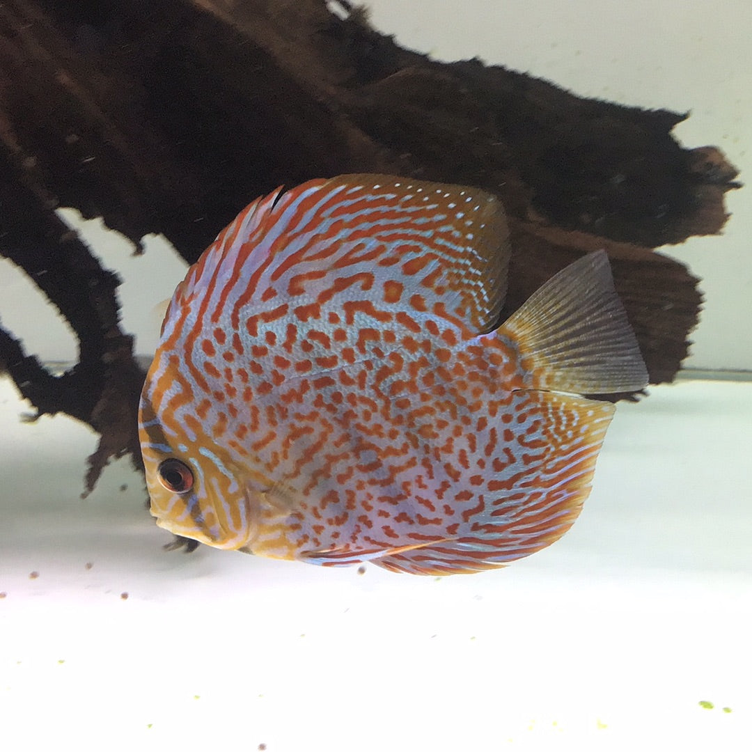 Spotted Leopard Discus (Symphysodon sp.)