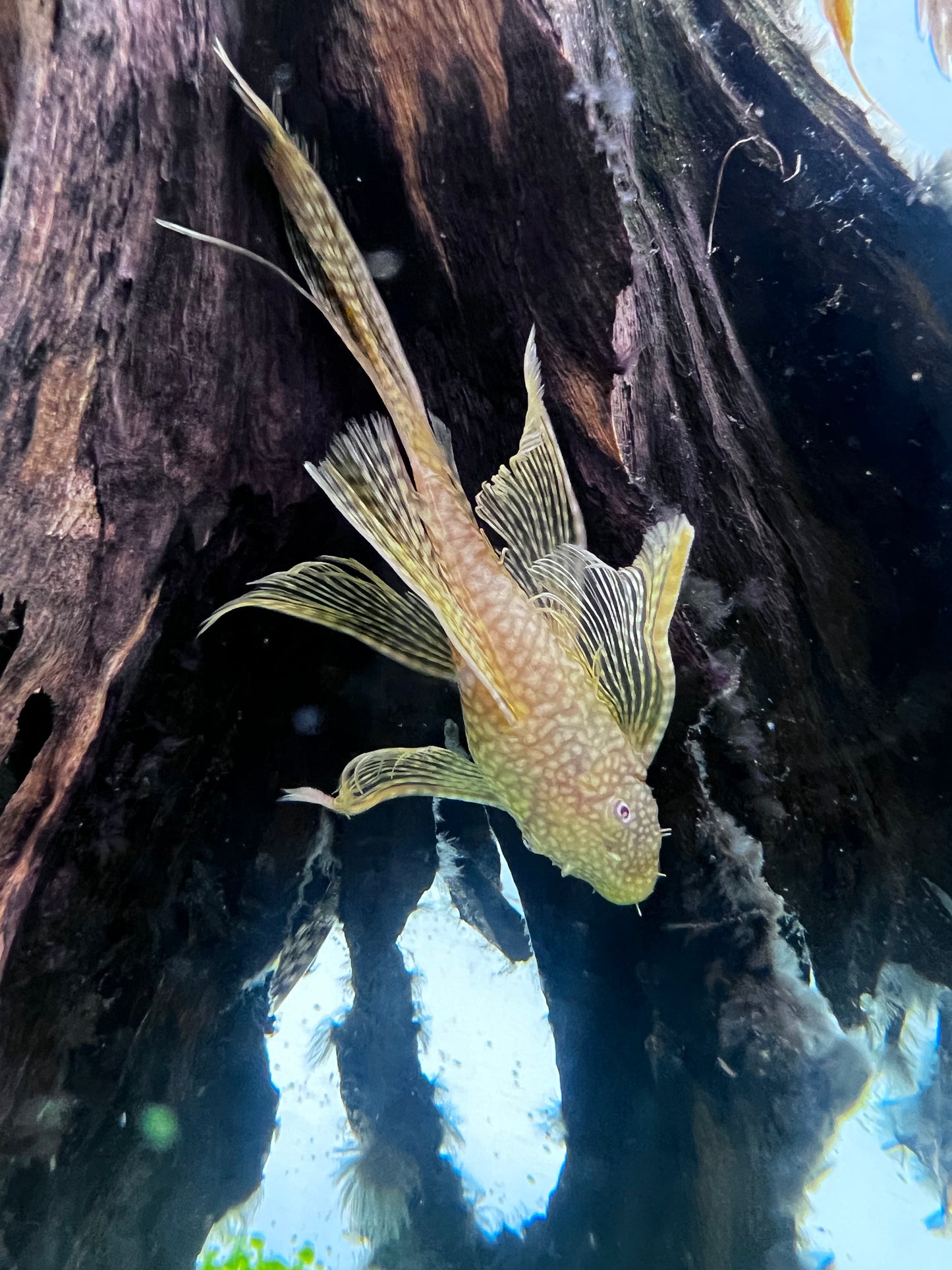 Albino Longfin Bristlenose