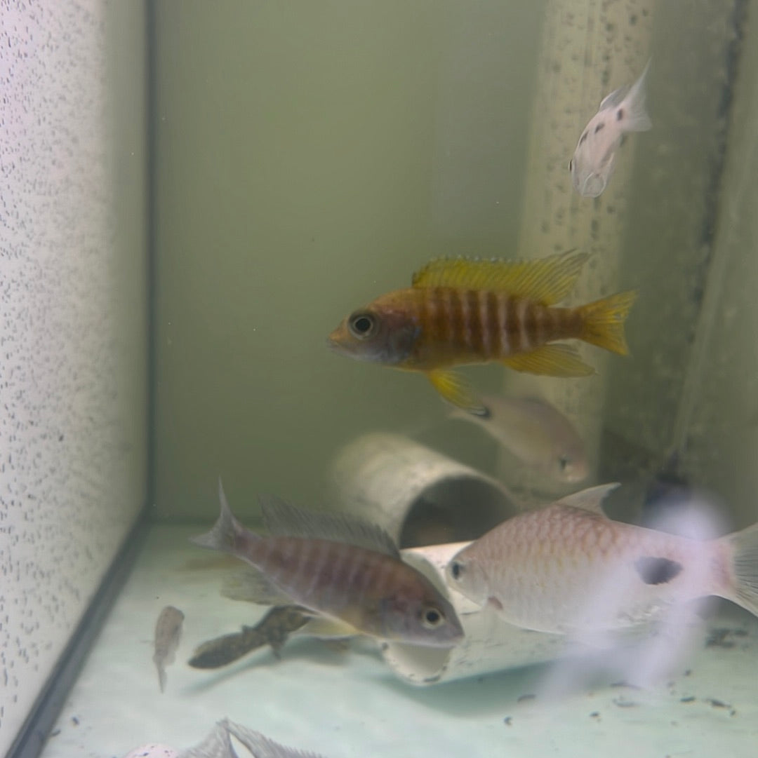 Assorted Peacock Cichlid