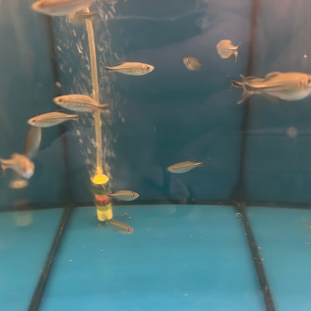 Giant Danio (Devario malabaricus)