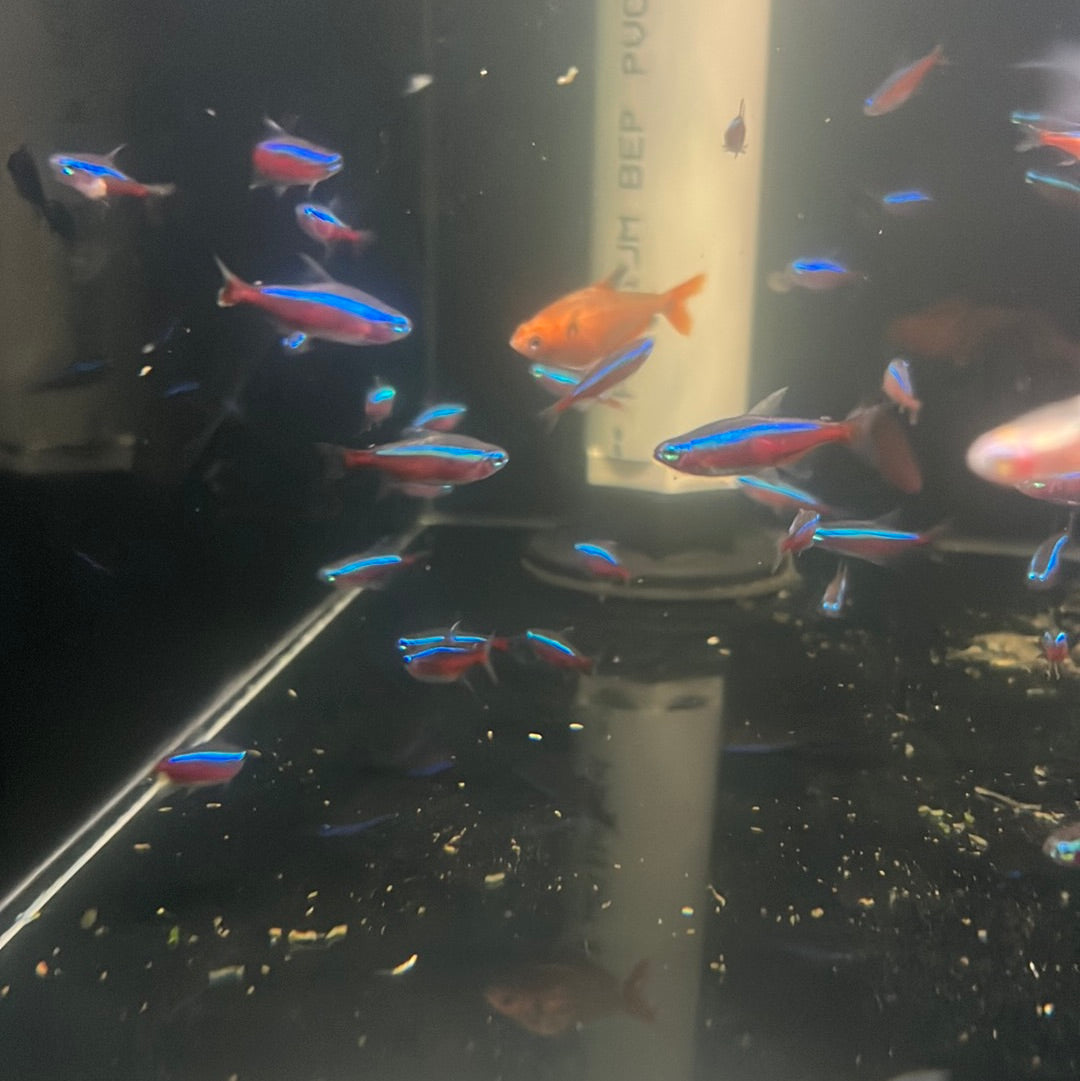 Cardinal Tetra (Paracheirodon axelrodi)
