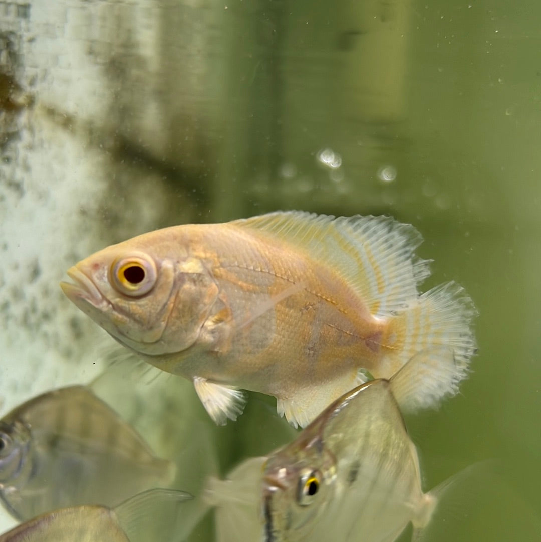 Albino Tiger Oscar (Astronotus ocellatus)