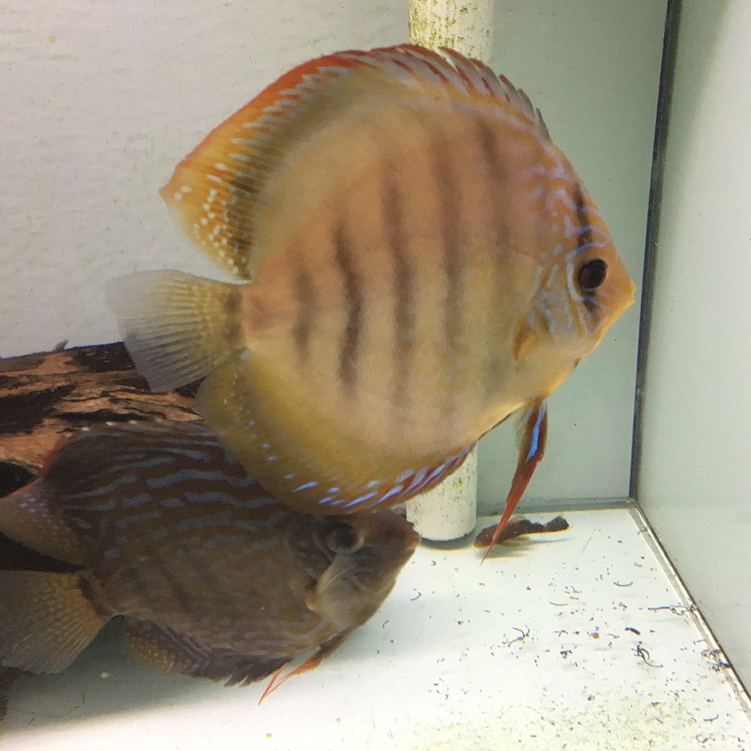 Wild Brown Discus (Symphysodon aequifasciata axelrodi)