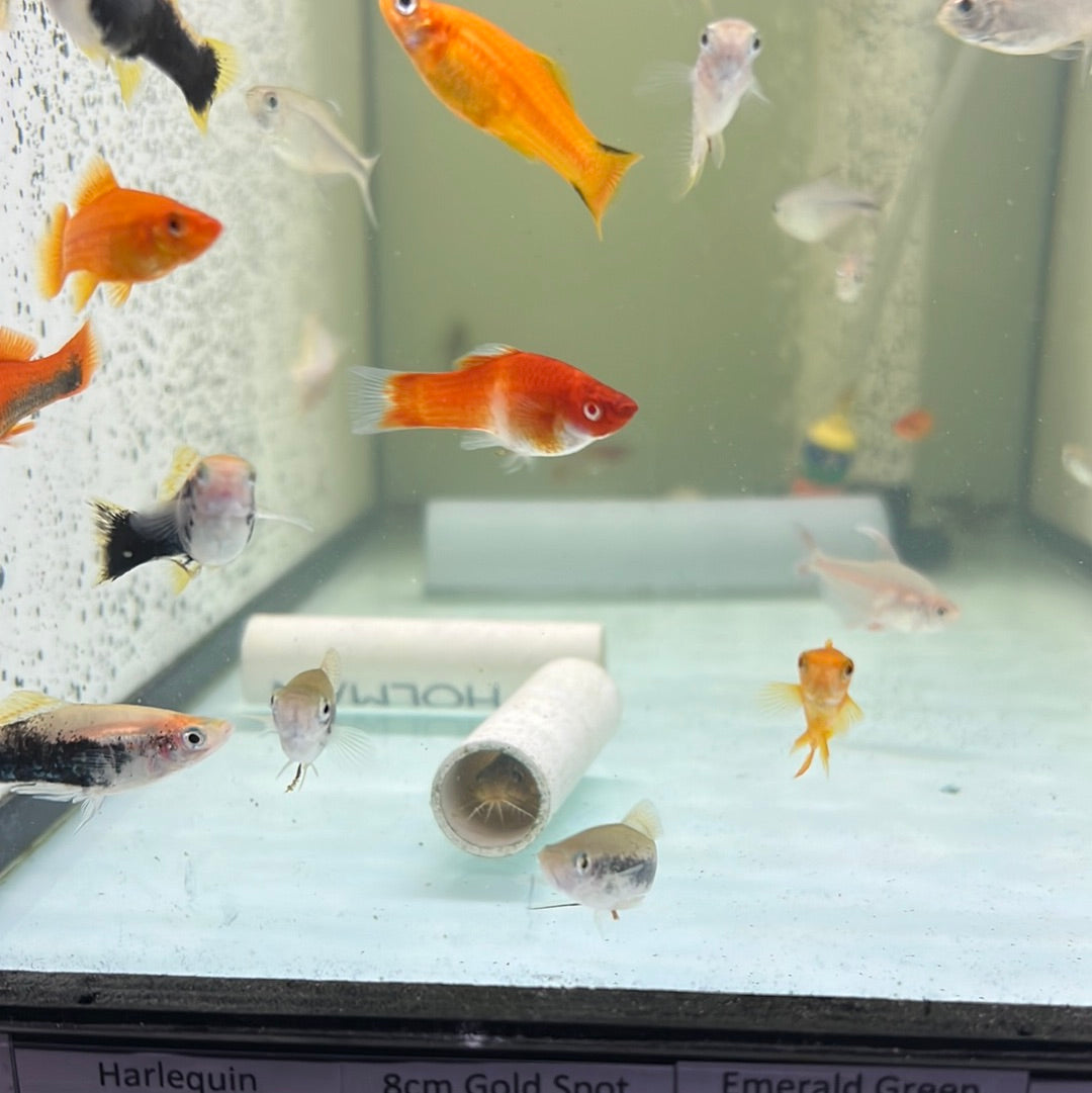 Assorted swordtail (Xiphophorus helleri)