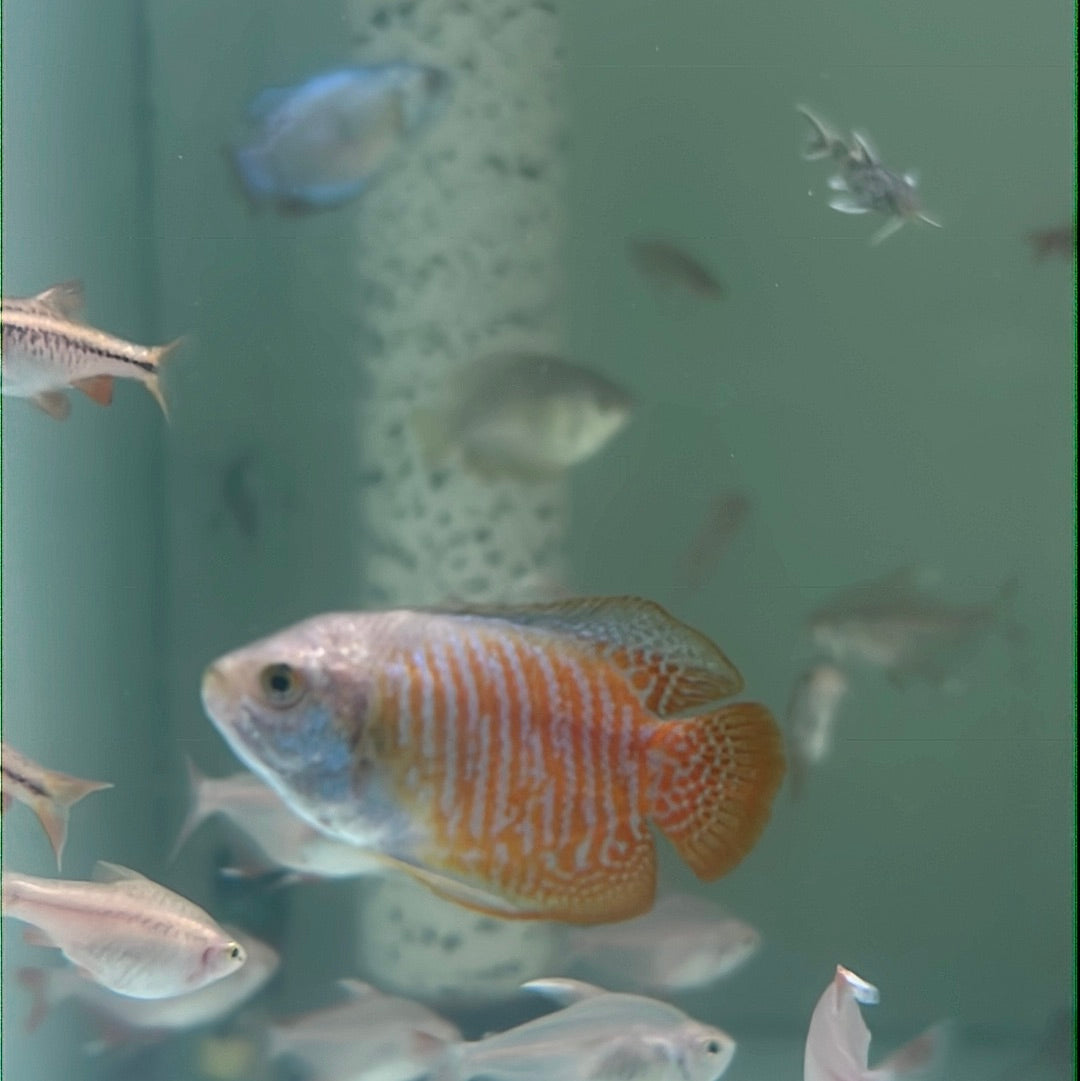 Dwarf Gourami (Trichogaster lalia)