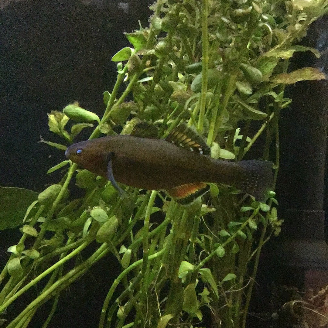 Empire Gudgeon