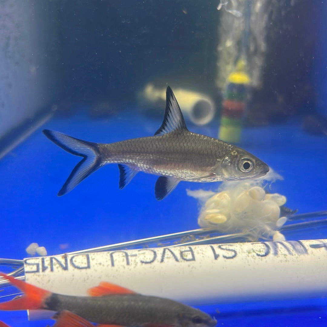 Silver Shark (Balantiocheilus melanopterus)