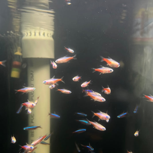 Albino Neon Tetra (Paracheirodon innesi)