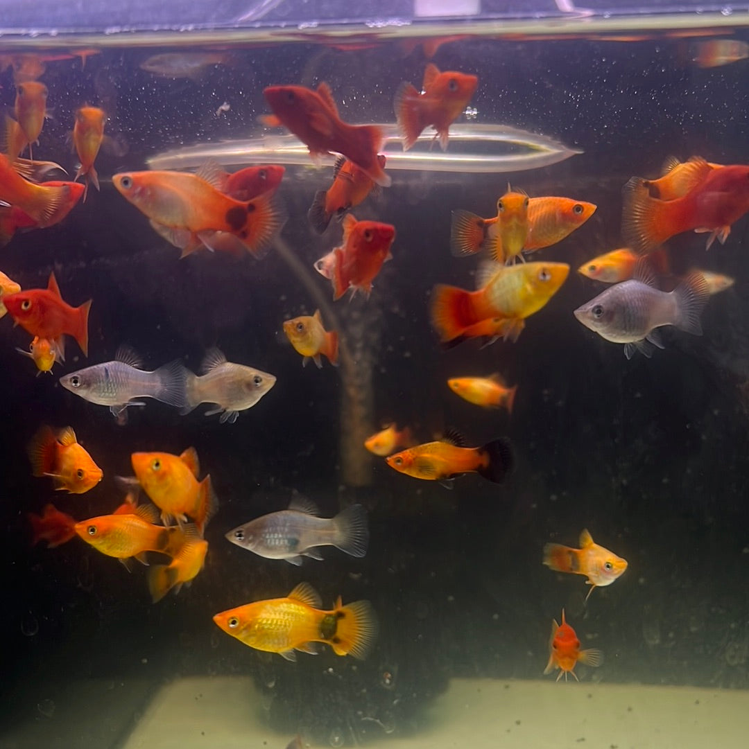 Assorted platy (Xiphophorus variatus)