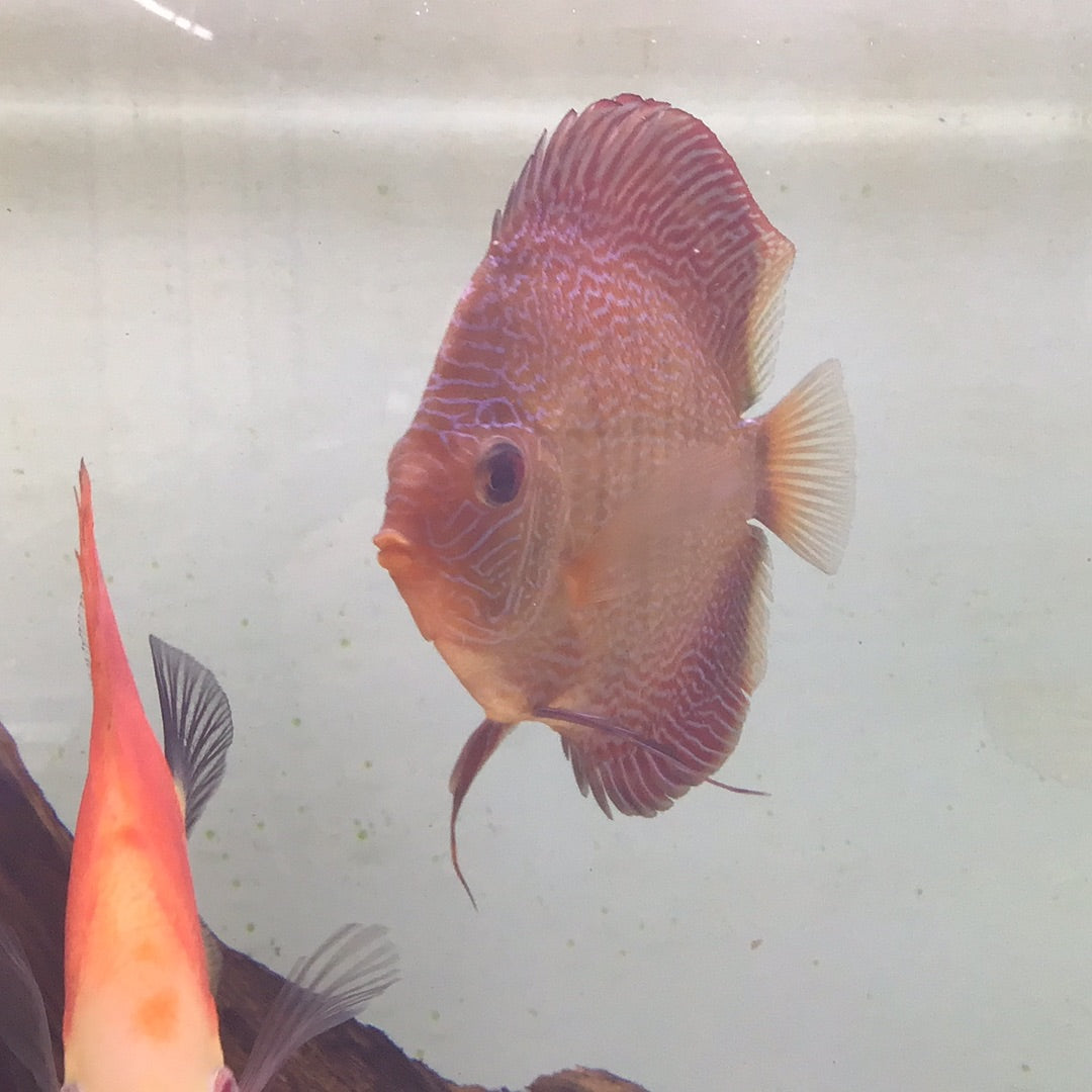 Snake Skin Discus (Symphysodon sp.)