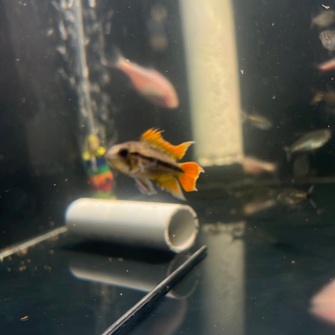 Apistogramma cacatuodes orange flash (Apistogramma cacatuoides)