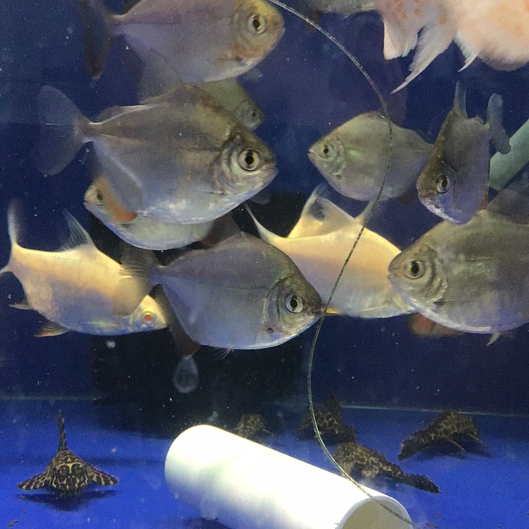 Silver Dollar (Metynnis spp)