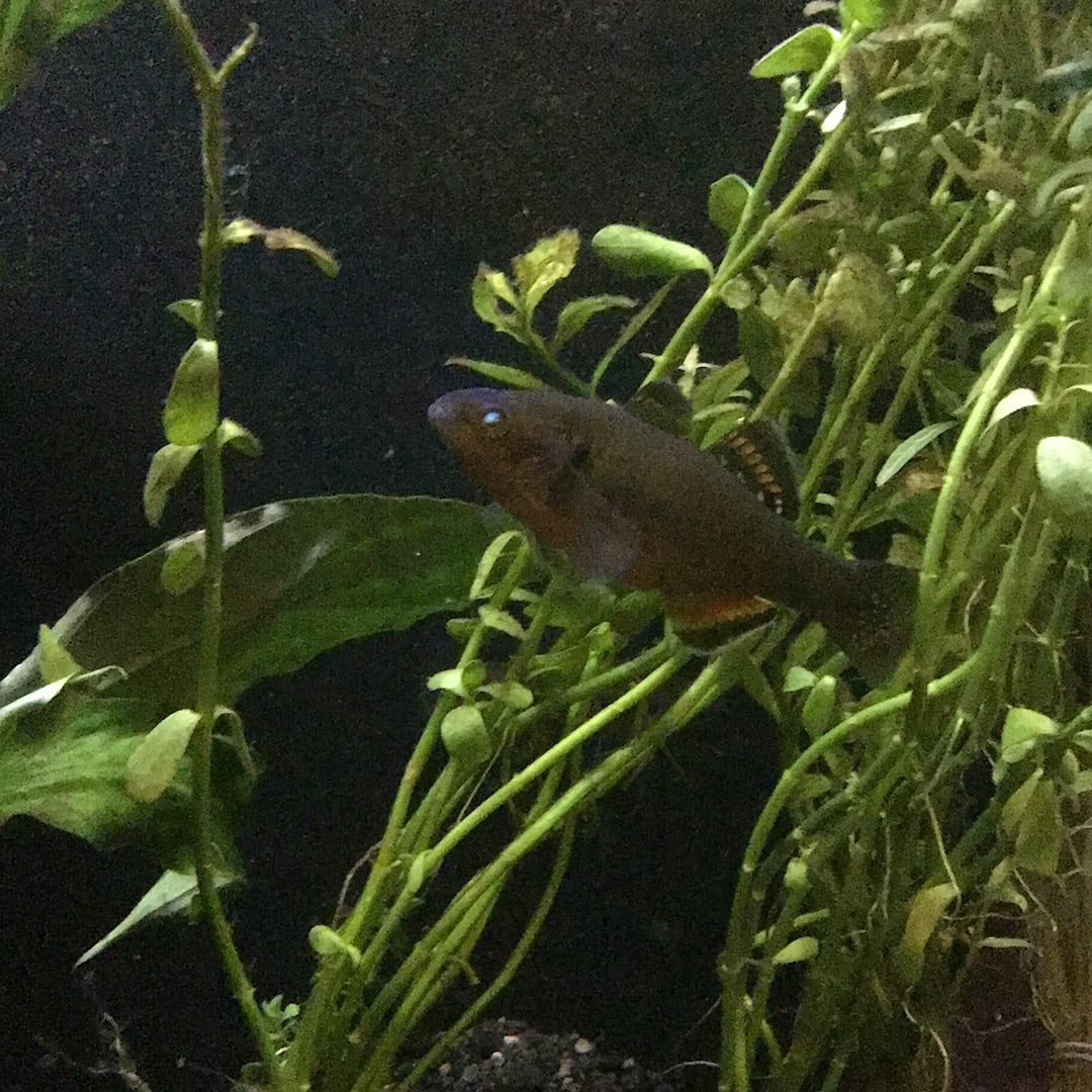 Empire Gudgeon