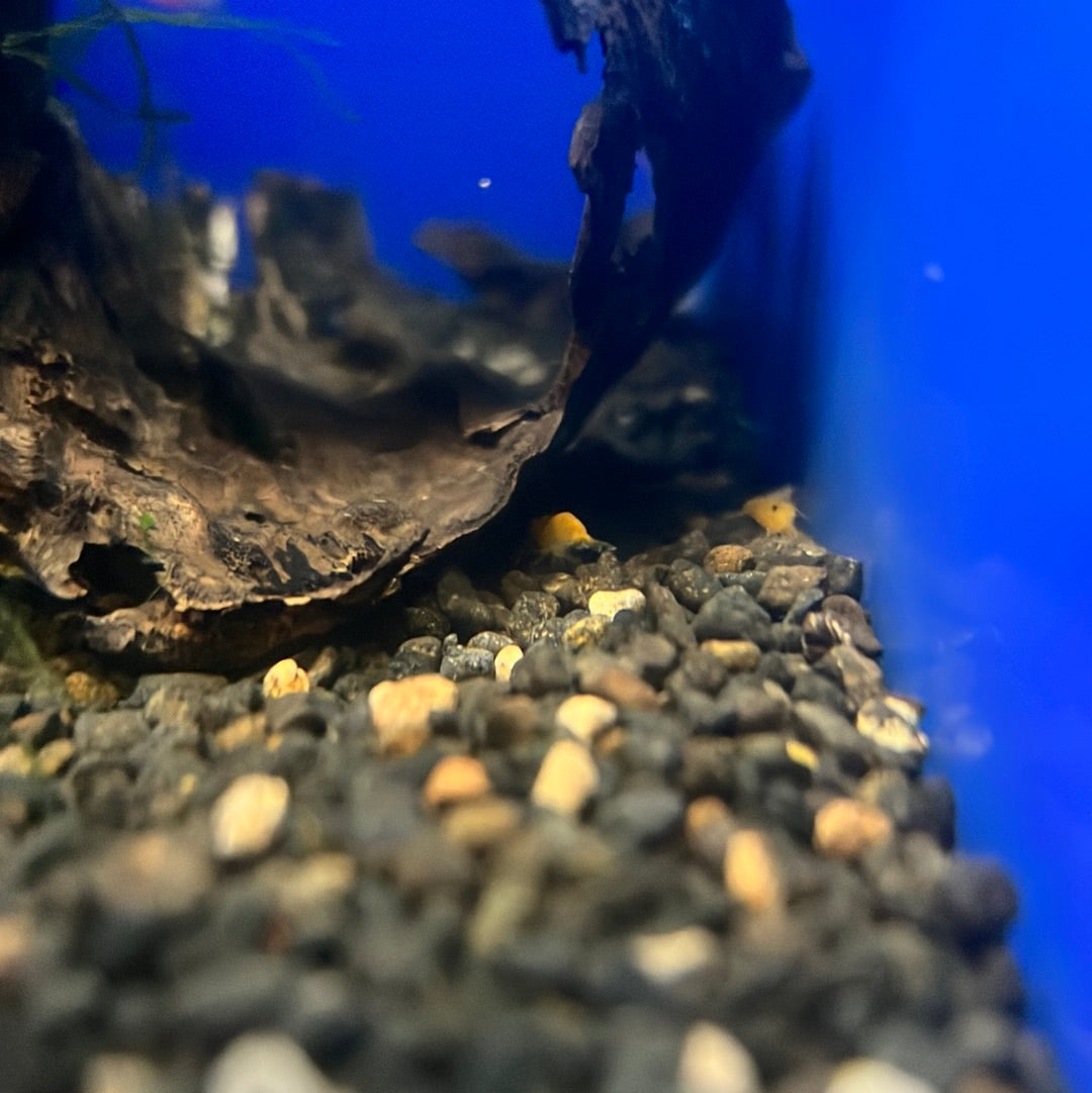 Cherry Shrimp (Neocaridina davidi)