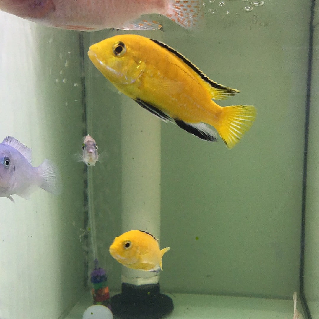 Electric Yellow cichlid (Labidochromis Caeruleus)