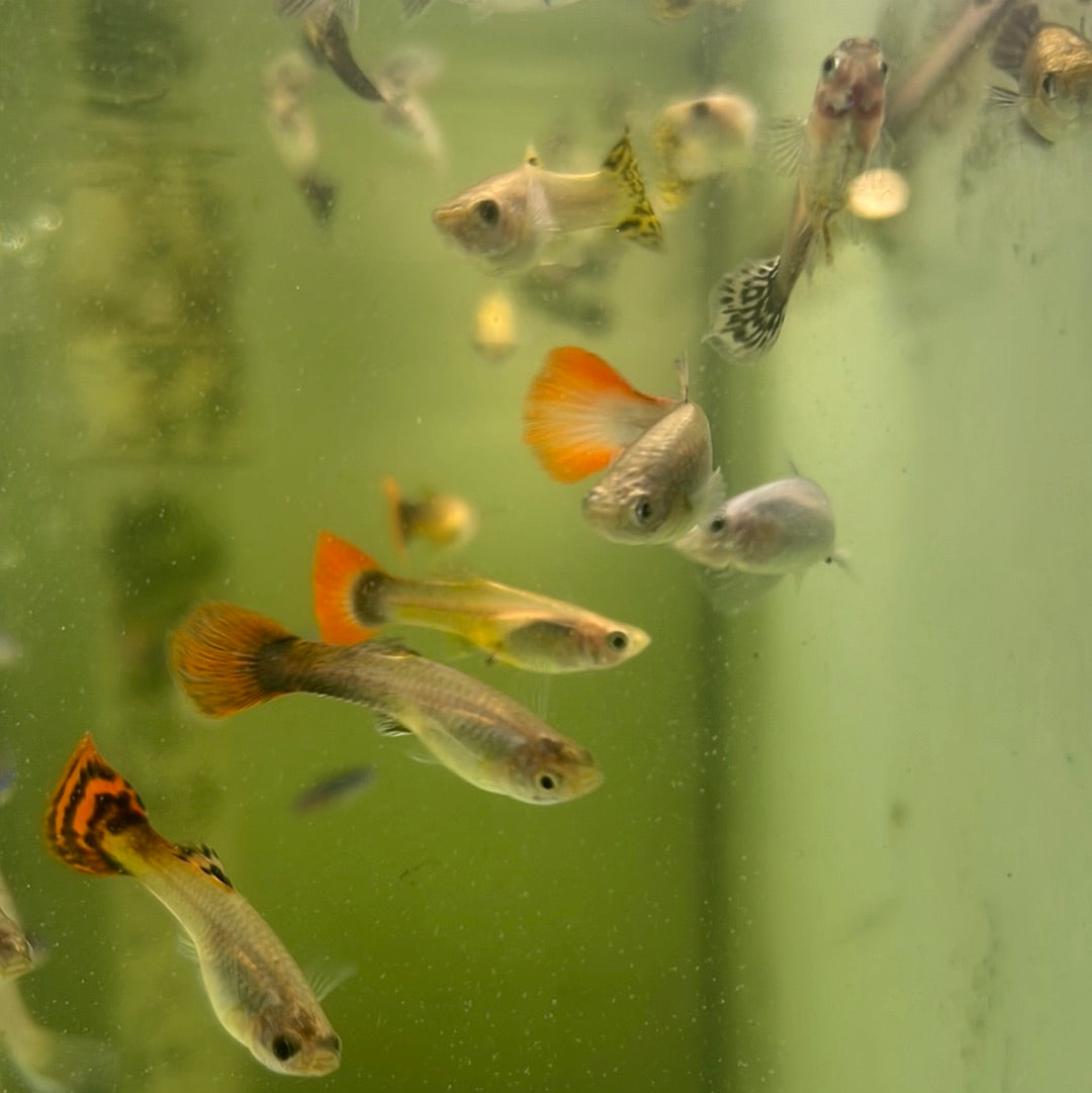 Assorted Guppies (Poecilia reticulata)