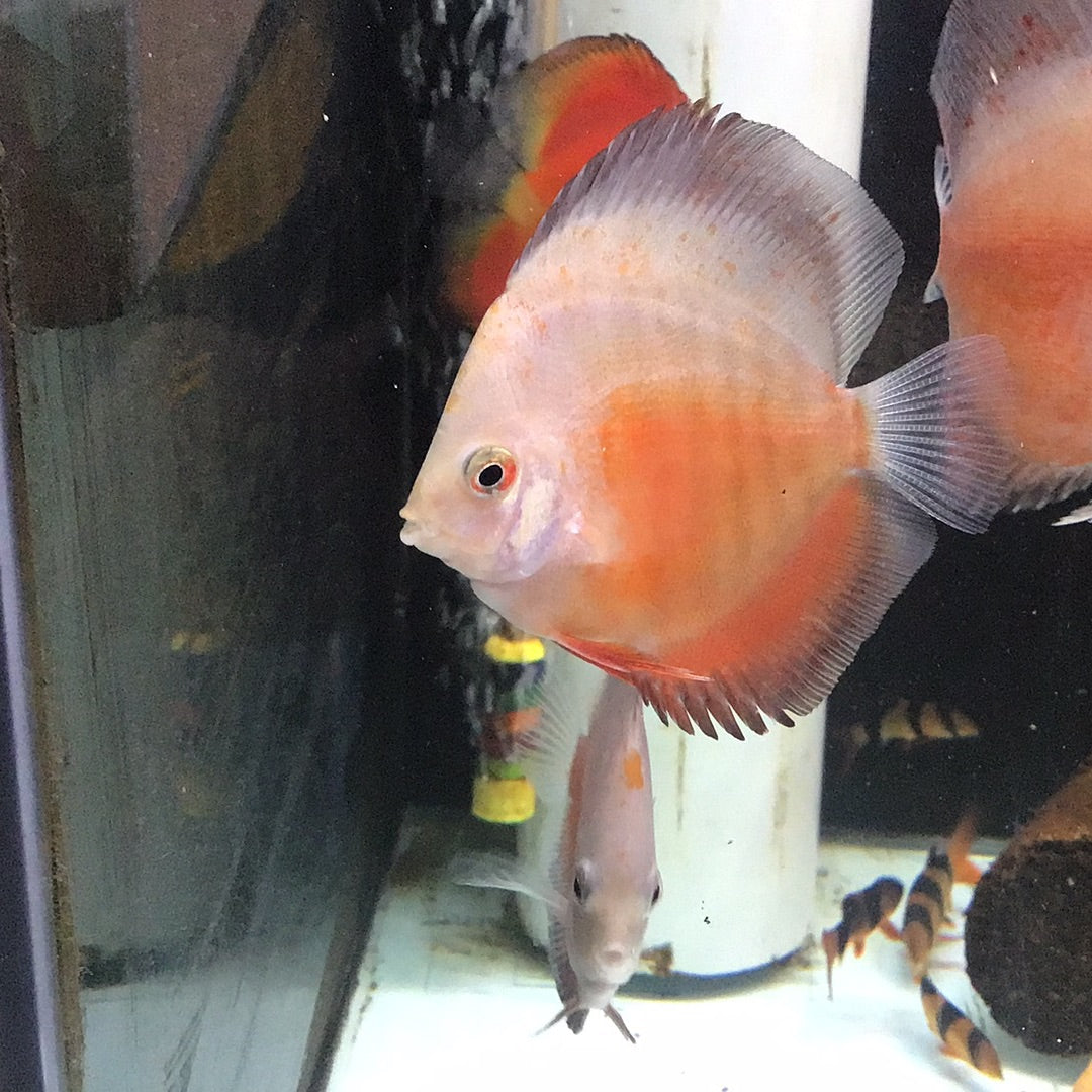 Red And White Discus (Symphysodon sp.)