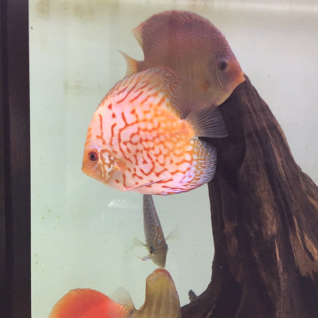 Flora Pigeon Discus (Symphysodon sp.)