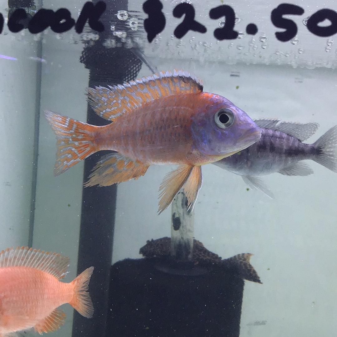 Red Ruben Peacock Cichlid (Aulonocara stuartgranti)